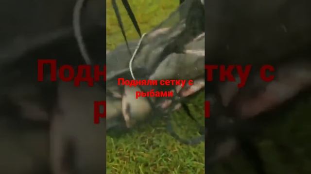 Raised net with fish tackle hello канал снасти здрасьте please subscribe смотреть онлайн