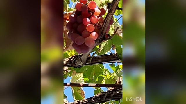 ВИНОГРАД  ТАЙФИ  РОЗОВЫЙ смотреть онлайн