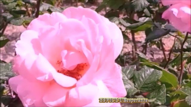 Eternal Summer  HEPPY SUMMER !!! FELIZ VERANO !!!!! СЧАСТЛИВОГО ЛЕТА!! смотреть онлайн