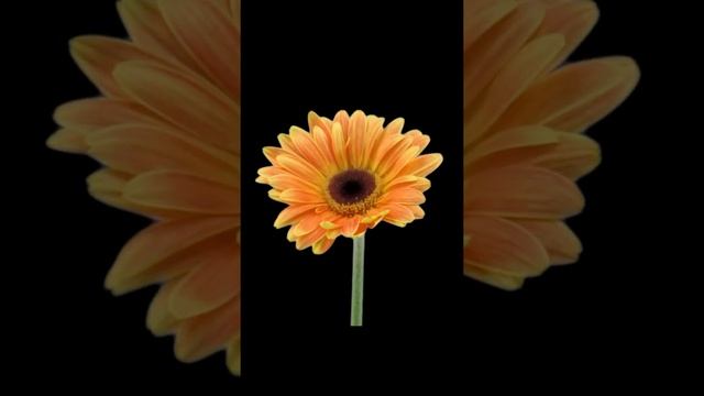 Time Lapse of Growing and Opening Orange Gerbera Daisy Flower #shorts