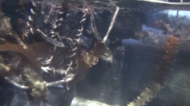 Подводный мир, золотая рыбка, Стерлядь и другие обитатели подводного царства. смотреть онлайн