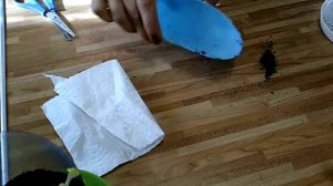 #рассада#черенкование#комнатныерастения   КУПИЛА ФЛОКСЫ...???