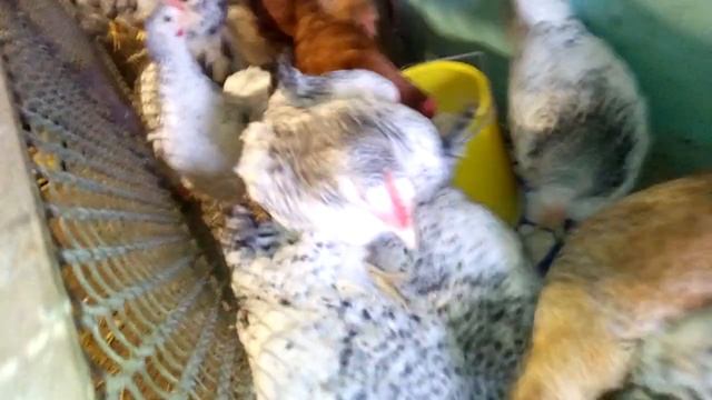 Найвигідніші кури/2/, чим годувати молодняк.!!   ВИРОЩУВАННЯ КУРЕЙ НА М'ЯСО. смотреть онлайн