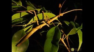 Палочники - крупнейшие современные насекомые