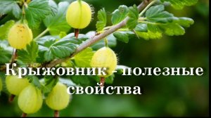 Крыжовник - полезные свойства