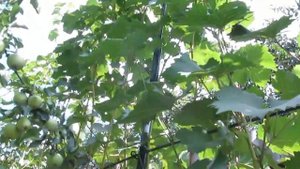 Виноград «Лора» (Флора): описание сорта. Сезон 2018