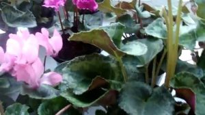 Цикламен (cyclamen).Сеянцы в теплое время года