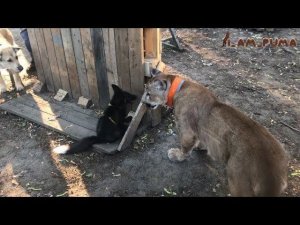 Братец лис и братец пума. Brother Fox and brother Cougar.