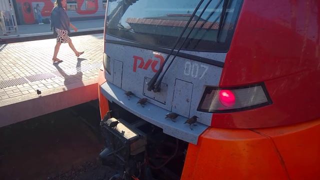 Утренний кофе со спекулянтом - металлическая ласточка кормит скворцов. смотреть онлайн