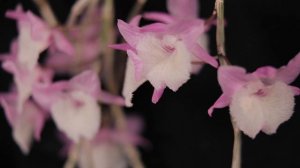 Dendrobium Jan Orinstein (Den. aphyllum x polyanthum) // Orchid Spotlight