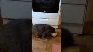 Как кошка просит кушать