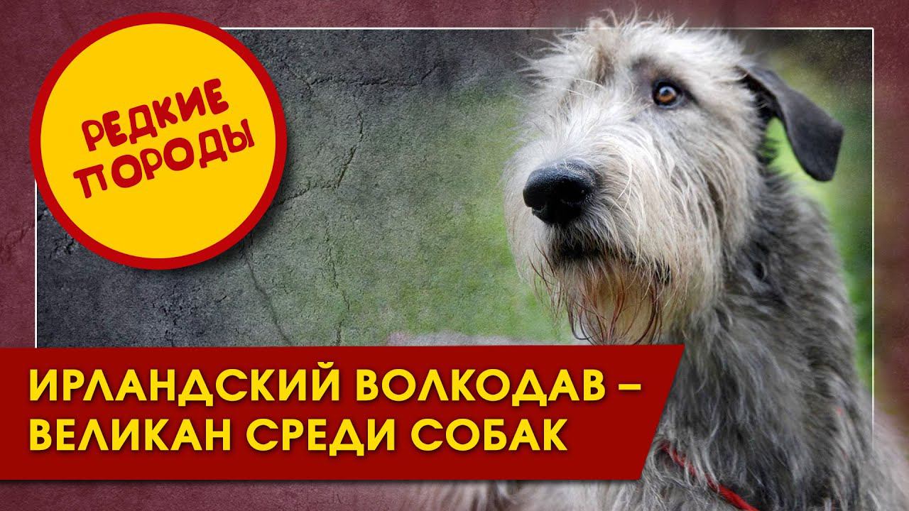Ирландский волкодав - великан среди собак. Редкие породы