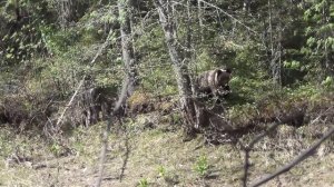 МЕДВЕДИ в Глухой тайге ЛЮБОПЫТНЫ и прибежали на шум сворачиваемой пленки Рыбалка Охота Тайга