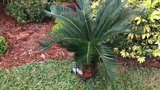 Мои растения у дома. смотреть онлайн