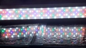 Week Aqua Raptor D600. full spectrum WRGB  aquarium led light. / mini video /