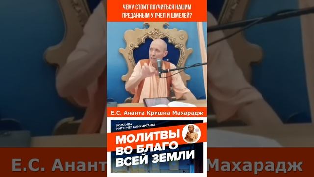 Чему стоит поучиться нашим преданным у пчел и шмелей? #вайшнавизм #бхакти #махамантра #святоеимя смотреть онлайн