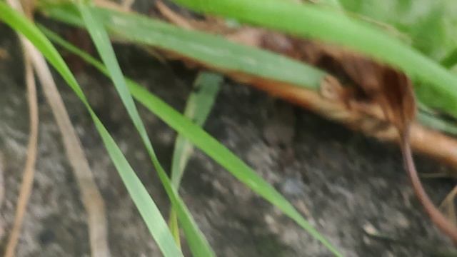 Сочи 01.07.2023. КАКАЯ МИЛАЯ ГУСЕНИЦА ? смотреть онлайн