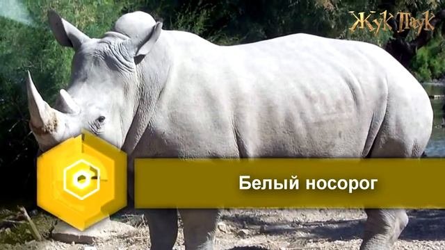 10 САМЫХ больших МЛЕКОПИТАЮЩИХ
