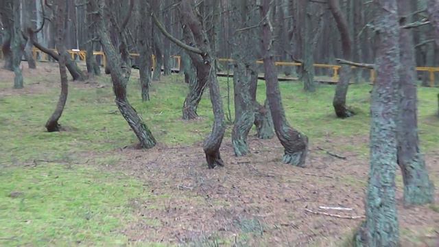 Танцующий лес на Куржской косе . смотреть онлайн