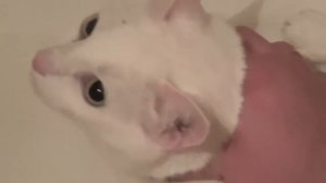 как помыть кота который боится воды1.mp4