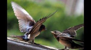 Olympus M.ZUIKO DIGITAL ED 12-200mm F3.5-6.3  TEST , swallow (20220605)