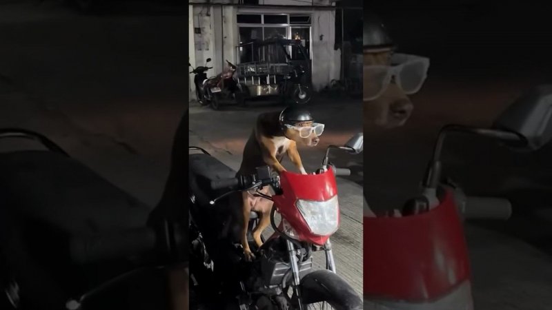 Пес готов ехать в 7-Eleven #phuket #travel #thailand #жизнь #asia #vibes #fun #dog