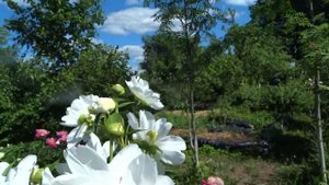 Пион ВАЙТ ИННОСЕНС ? Paeonia WHITE INNOCENCE: обзор, описание, цветение, отзыв