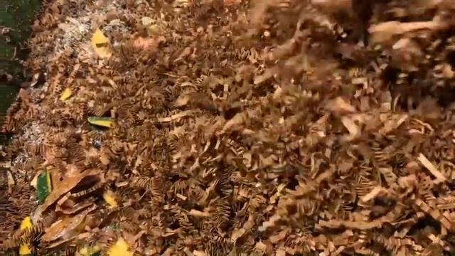 The Hungry Bin and the Urban Worm Bag update. смотреть онлайн