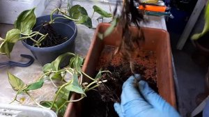 Филодендрон.  Покупка магазинного растения, как поступать, чтобы жило дальше???