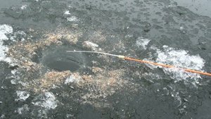 Эксперимент! Ловля плотвы зимой на червя!!!