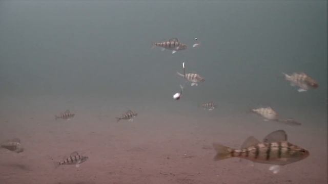 Подводная съемка атаки окуня | Подводная съемка ловли окуня смотреть онлайн