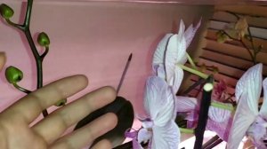 Орхидея бухарест. Роскошное первое домашнее цветение.