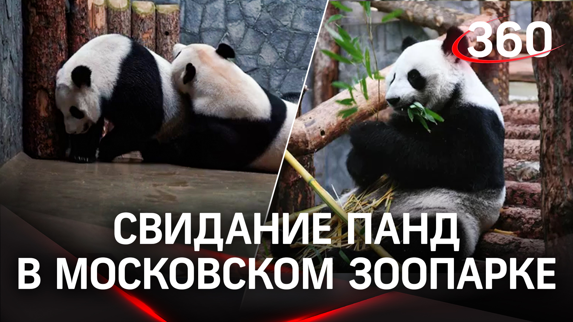 Единственных панд Жуи и Диндин из Московского зоопарка наконец-то познакомили