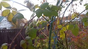 как подготовить ежевику безшипую к зимовке.