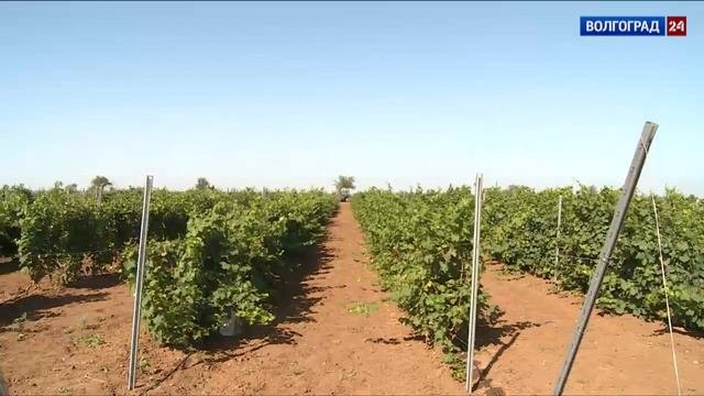 Волгоградские селекционеры создают новые сорта винограда
