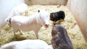 Учим животных на ферме - Маленькая Вера влог - В гостях у пони