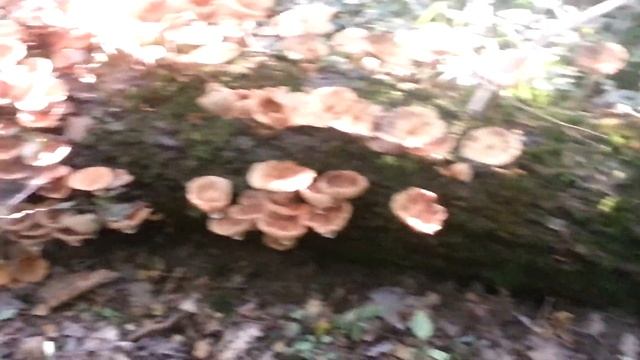 За опятами. смотреть онлайн