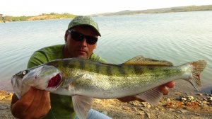 Судак Окунь Щука На донку.