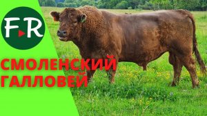 Семейная ферма Смоленский Галловей. Устройство фермы, загонов и оборудование для прогона скота.