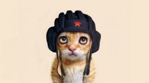 Котик поздравляет с 23 февраля