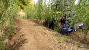 Полноприводный минитрактор, подрезка корней.