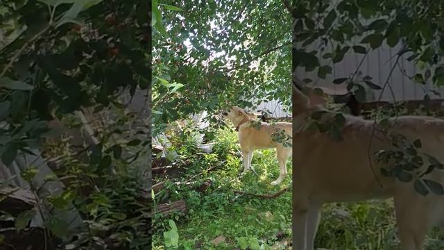 алабай ест вишню. САО. смотреть онлайн