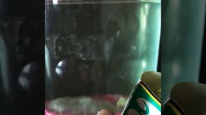 (Часть 3) Морские обезьянки