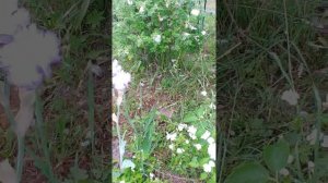 Philadelphus Minnesota Snowflake/Snowflake