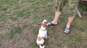 Риччи показывает какие команды к 4 месяцам умеет выполнять. Джек Рассел терьер. Собака.