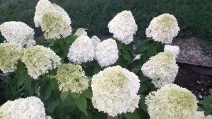 Обзор одного дня, будни простых людей из деревни, август. Сгоревшие помидоры . Гортензия сорта.