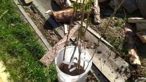 КСП. АКЦИОННЫЕ САЖЕНЦЫ ПРИСЛАЛИ