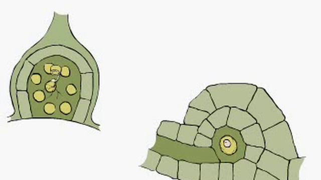 ЖИЗНЕННЫЙ ЦИКЛ ПАПОРОТНИКА