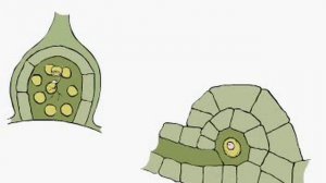 ЖИЗНЕННЫЙ ЦИКЛ ПАПОРОТНИКА