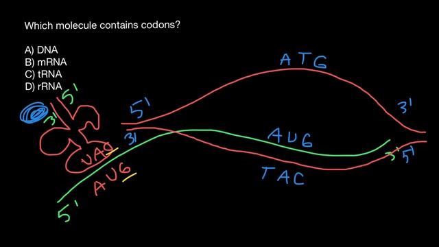 Codons and anticodons explained
